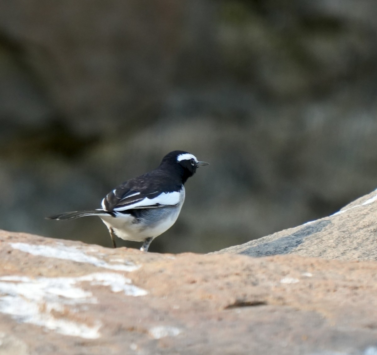 Weißbrauenstelze - ML646963114