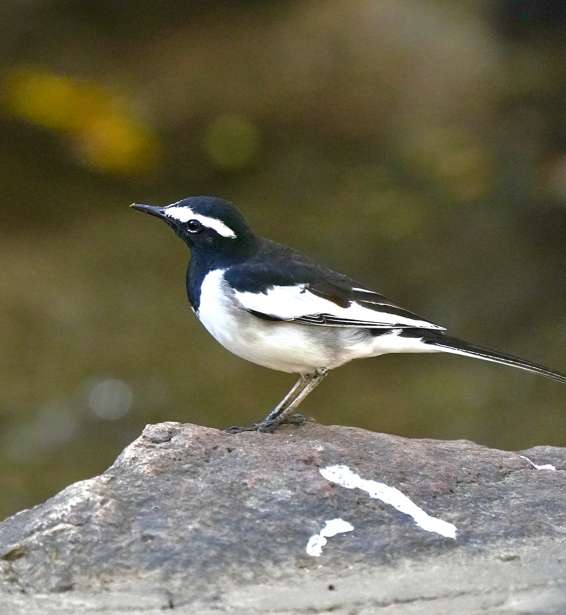 Weißbrauenstelze - ML646963115