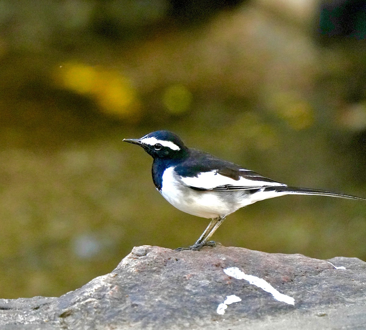 Weißbrauenstelze - ML646963116