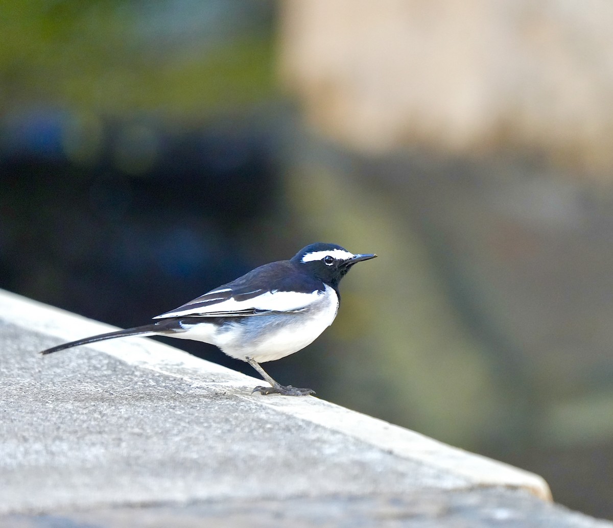 Weißbrauenstelze - ML646963117