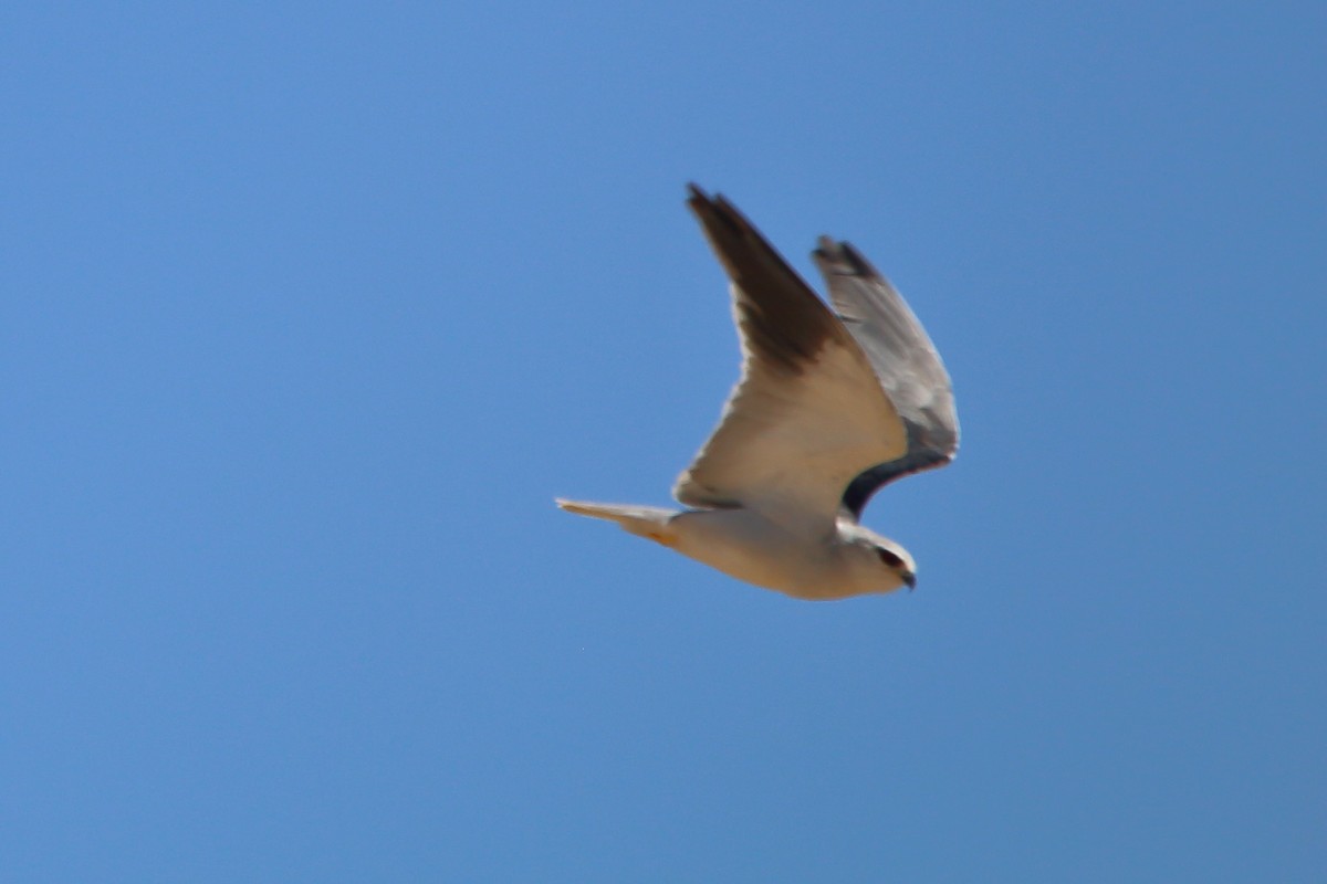 דאה שחורת-כתף - ML646963119