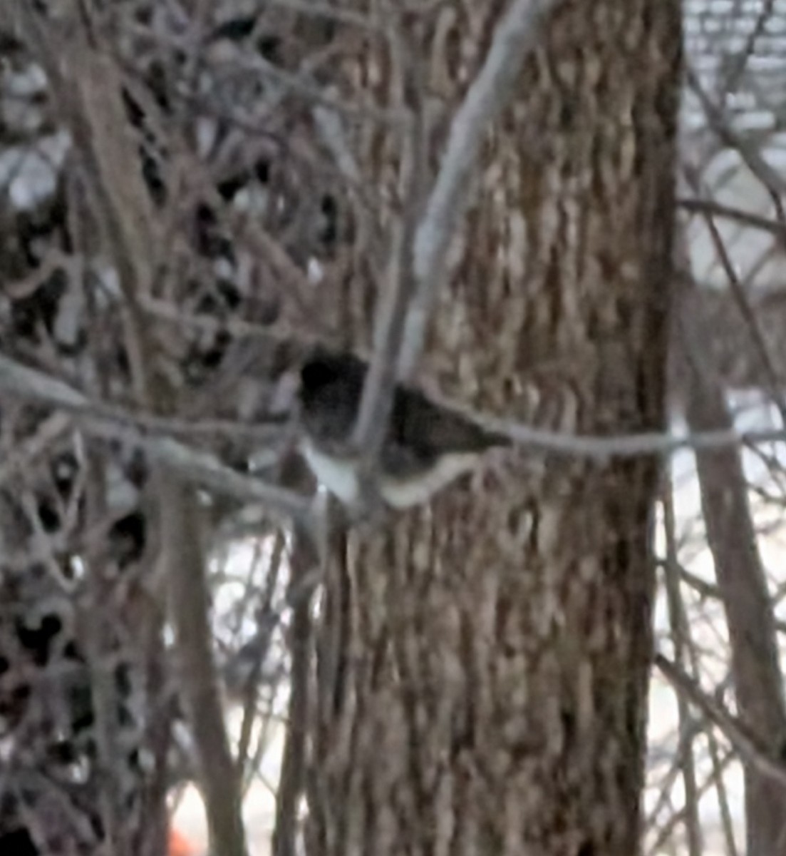 Dark-eyed Junco - ML646963120