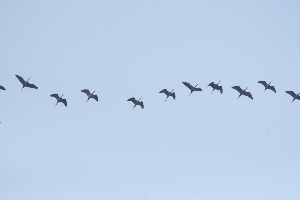 Glossy Ibis - ML646963123