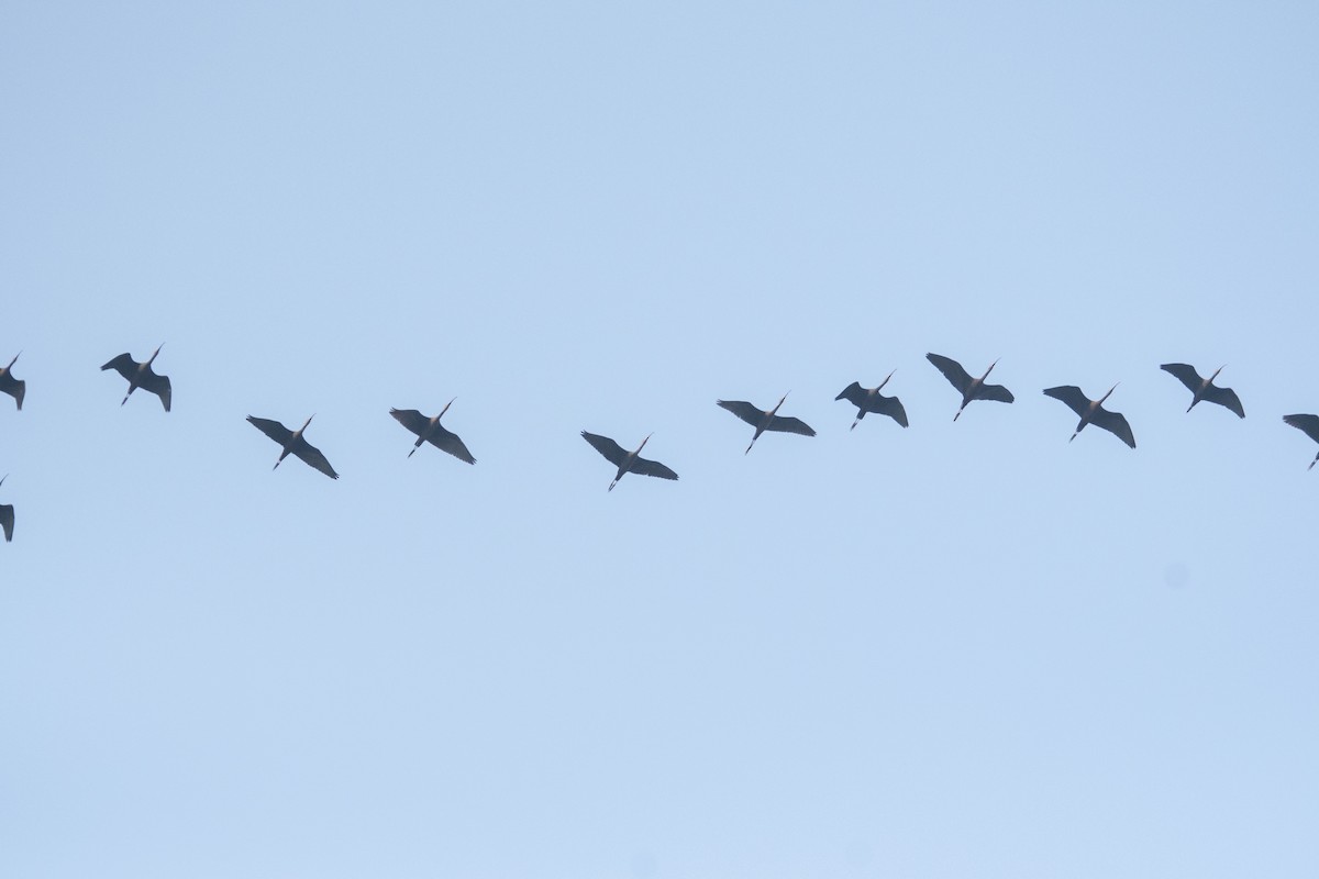 Glossy Ibis - ML646963125