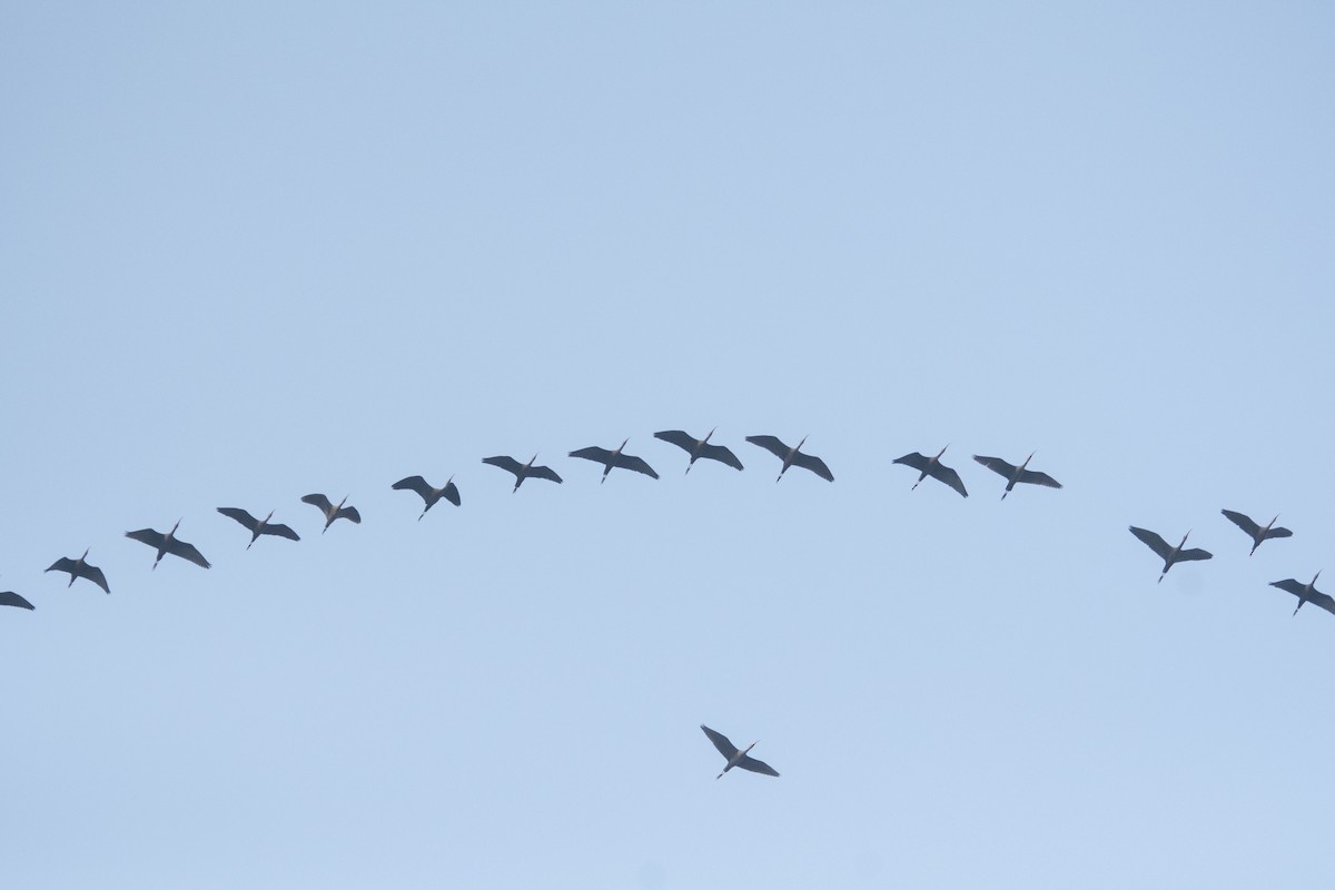 Glossy Ibis - ML646963126