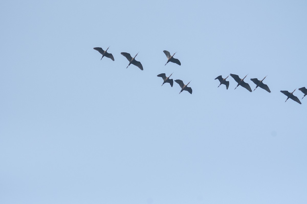 Glossy Ibis - ML646963128