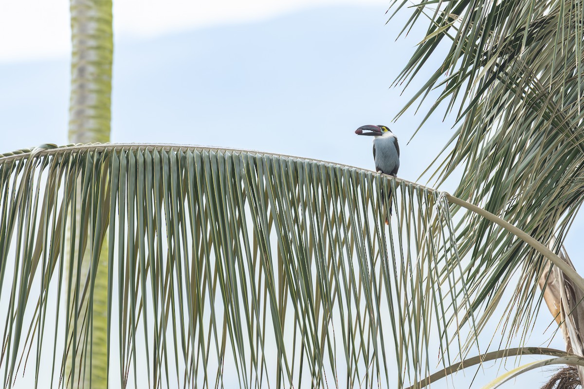 Андигена білощока - ML646963148