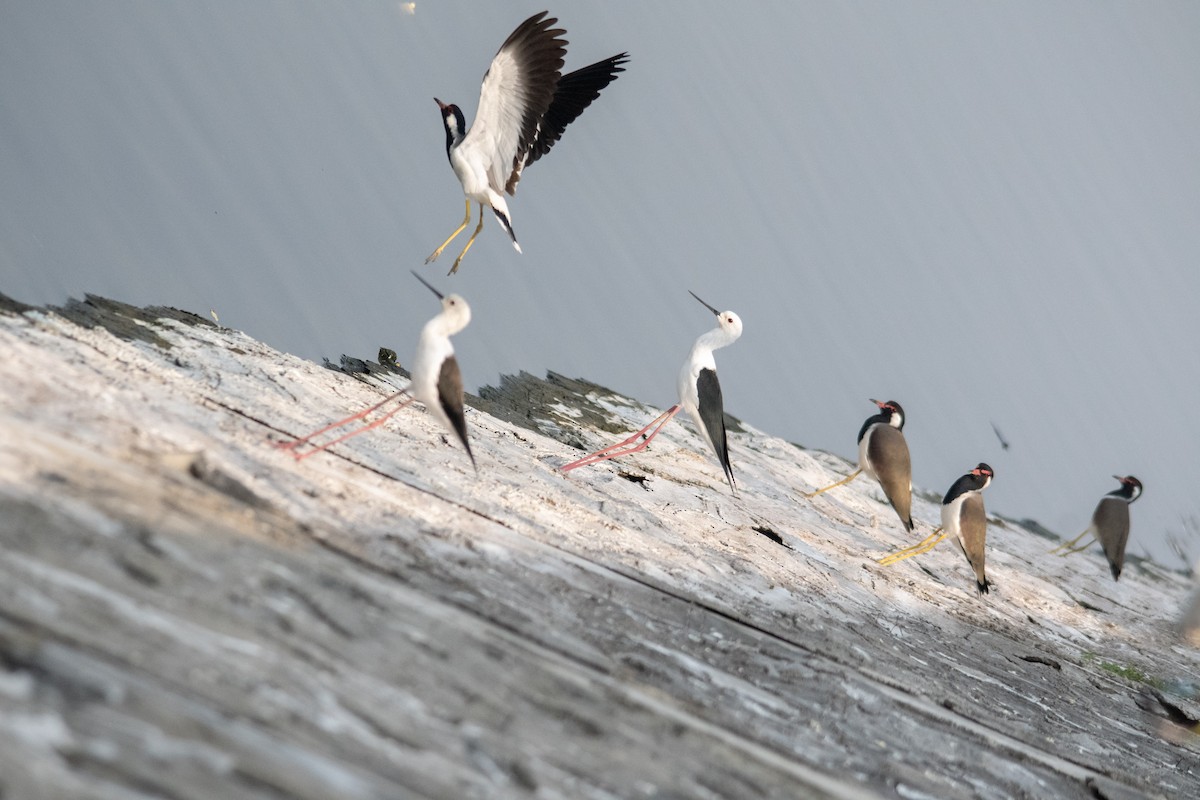 Red-wattled Lapwing - ML646963155
