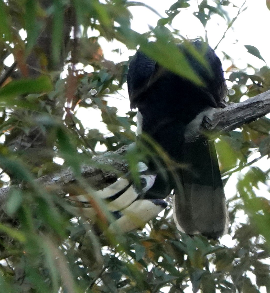 orienthornfugl - ML646963156