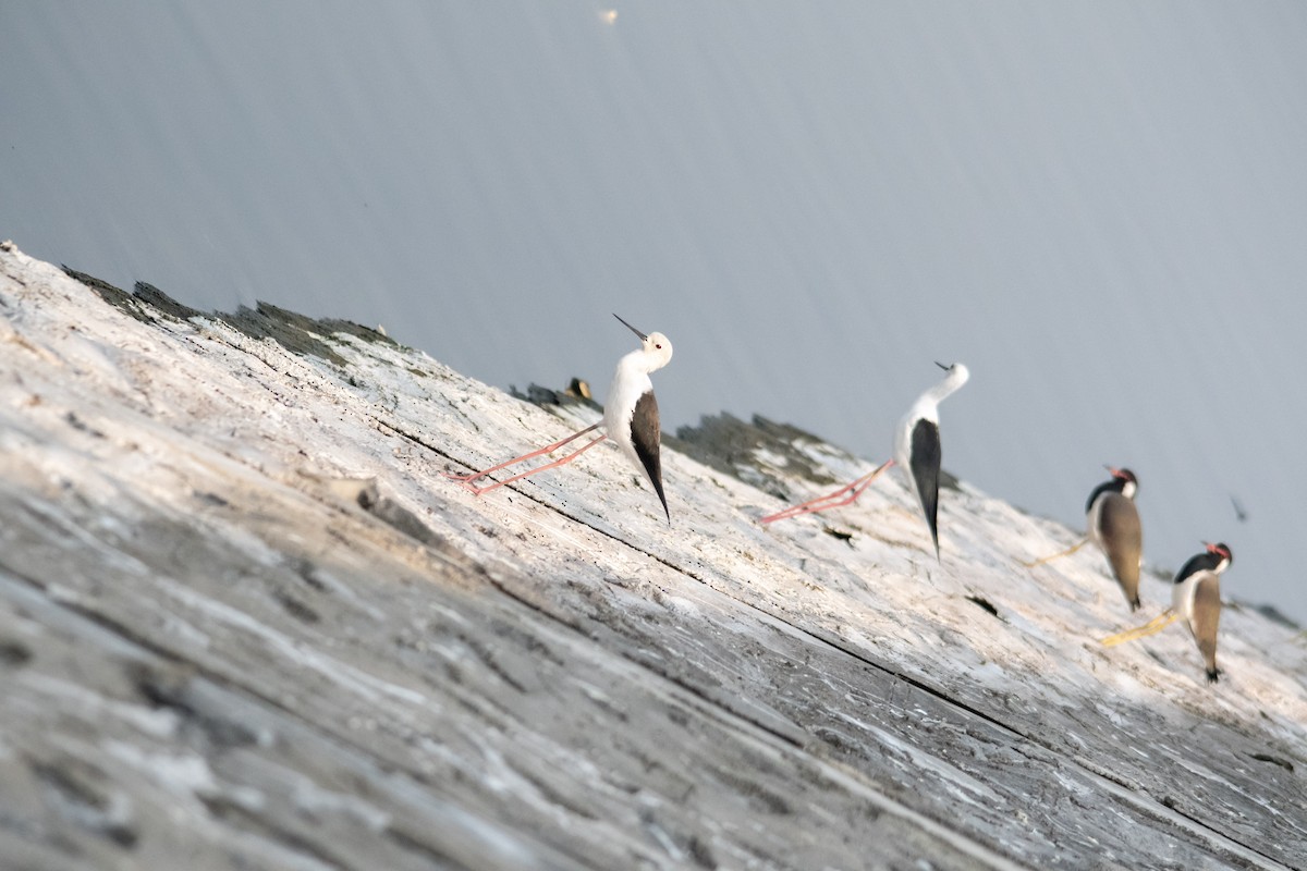 Black-winged Stilt - ML646963160