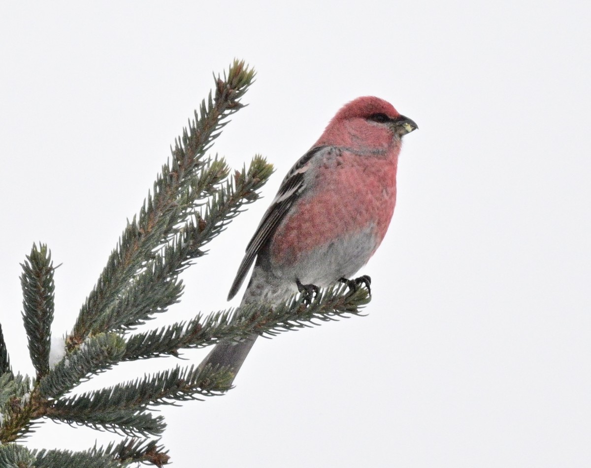 Смеречник тайговий - ML646963163