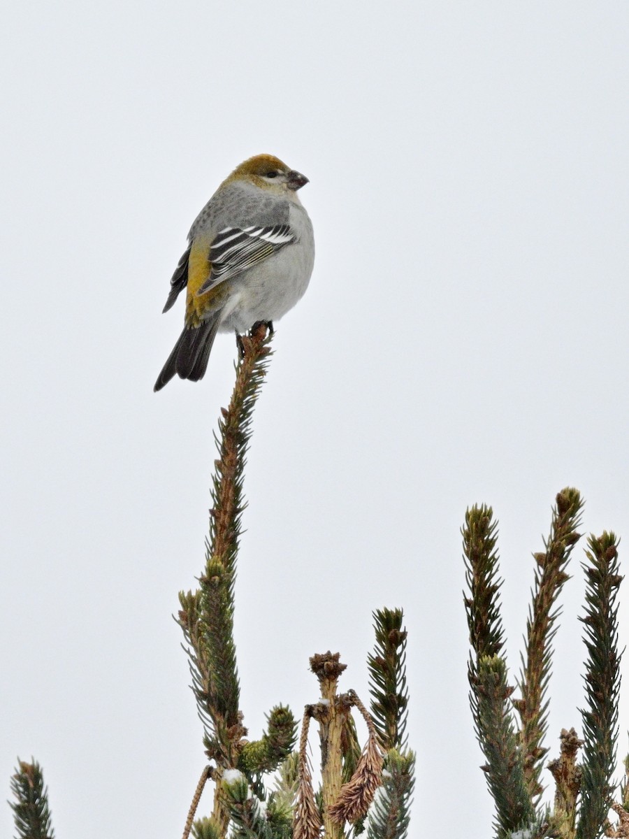 Смеречник тайговий - ML646963164