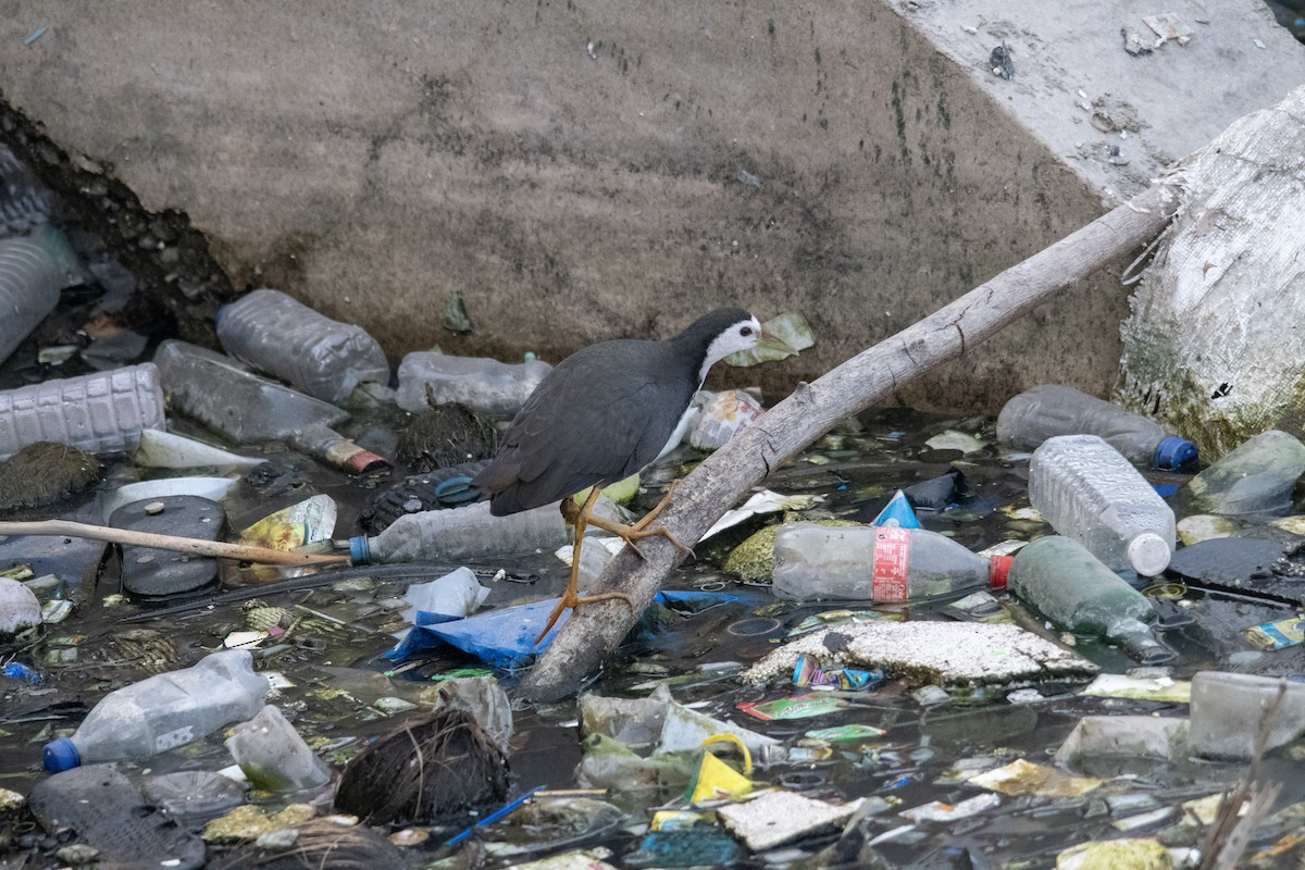 White-breasted Waterhen - ML646963166