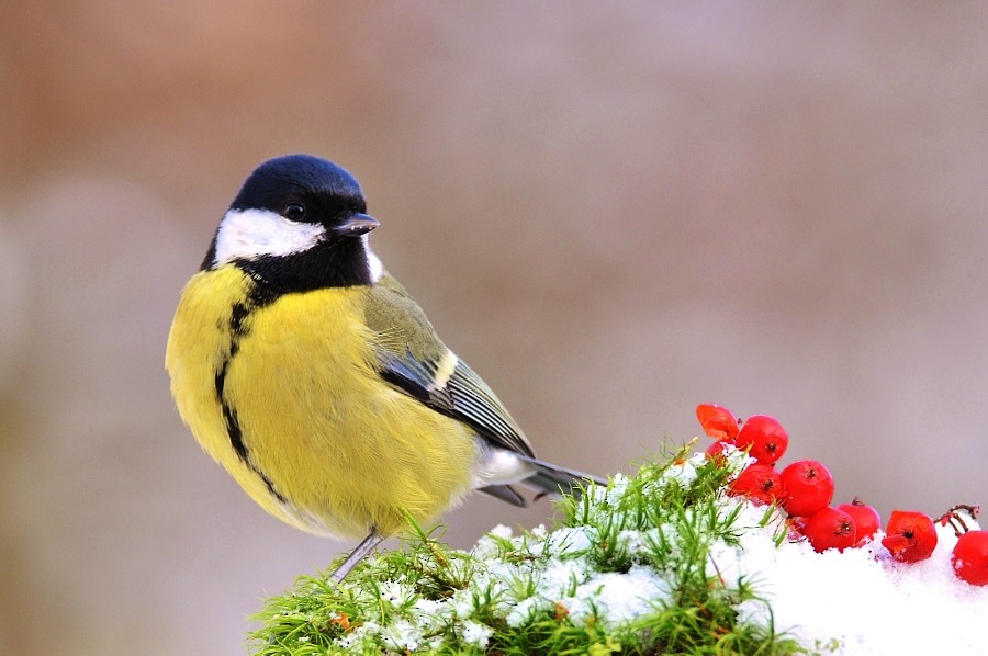Great Tit - ML646963168