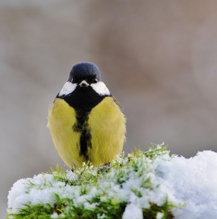 Great Tit - ML646963169