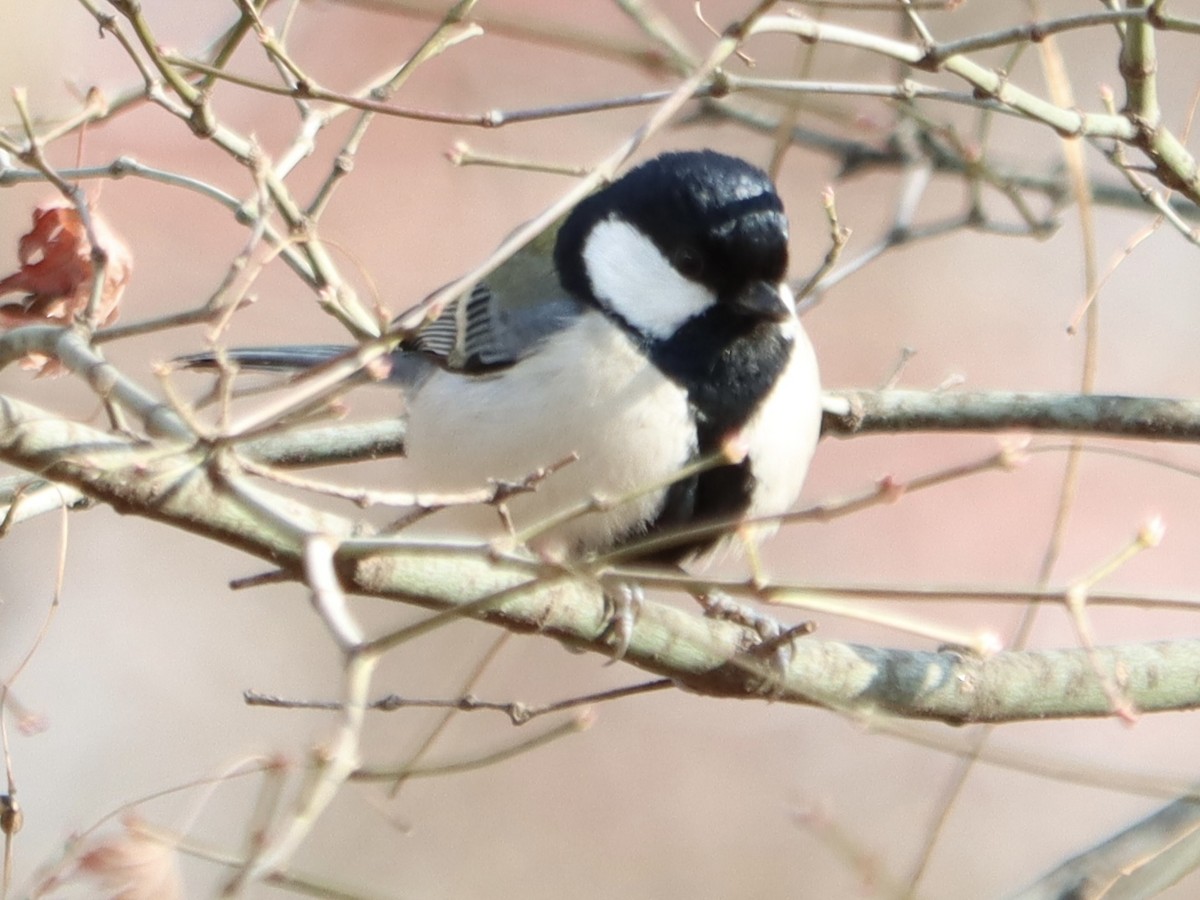 Asian Tit - ML646963172