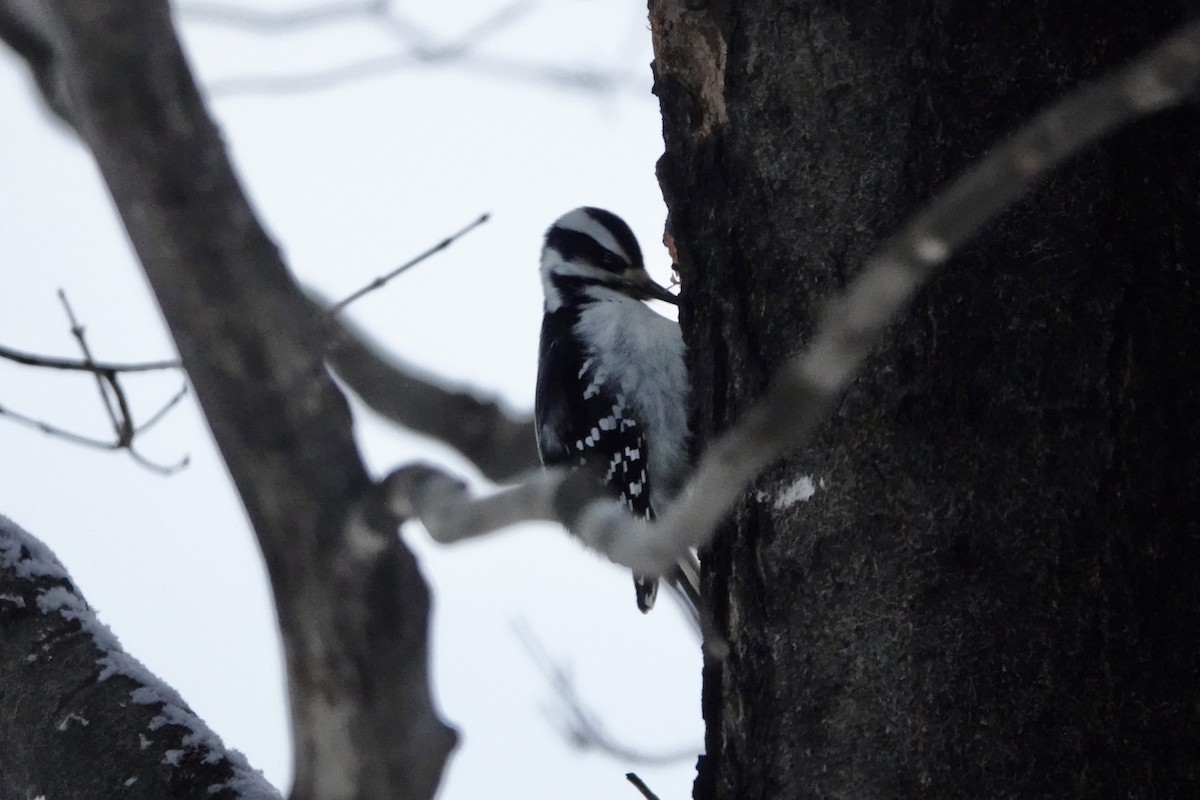 Pico Velloso - ML646963176