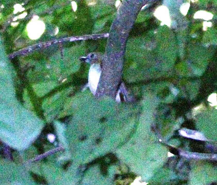 Philippine Jungle Flycatcher - ML646963177