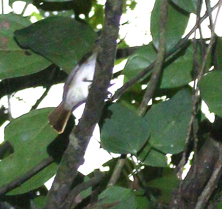 Philippine Jungle Flycatcher - ML646963178