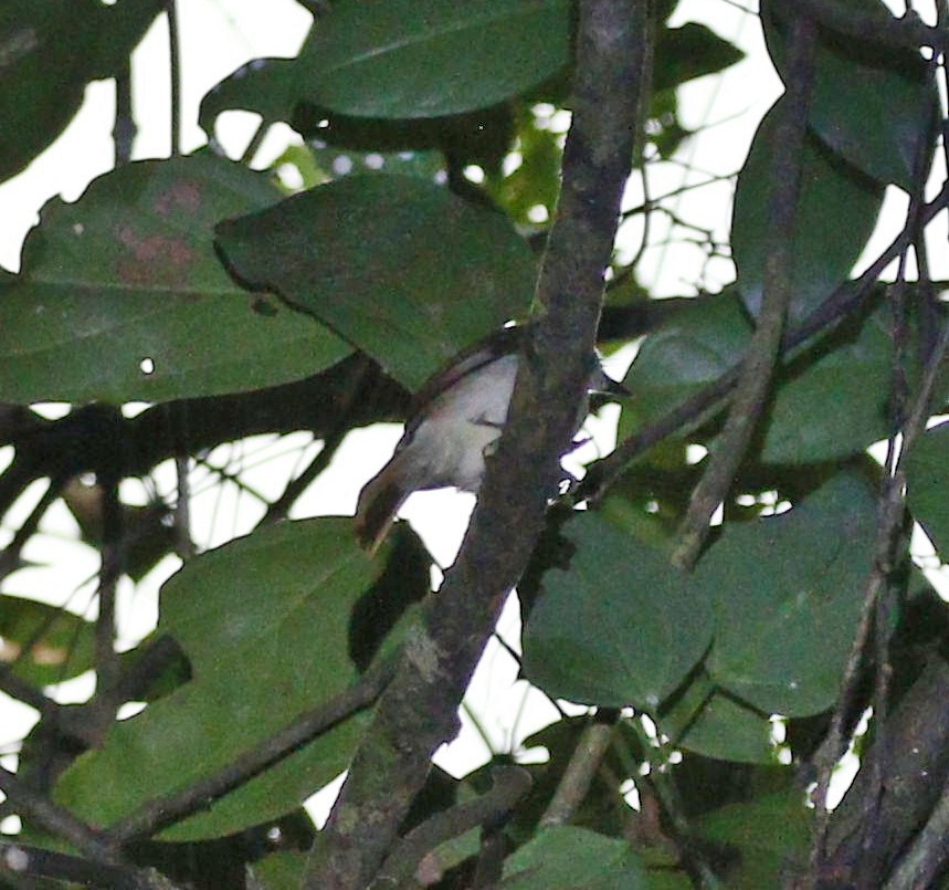 Philippine Jungle Flycatcher - ML646963179