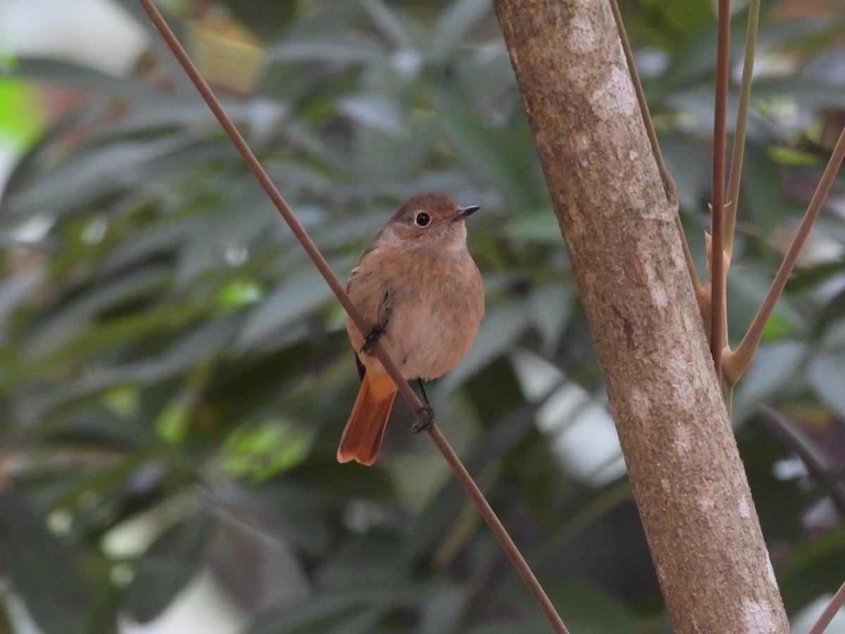 ジョウビタキ - ML646963182