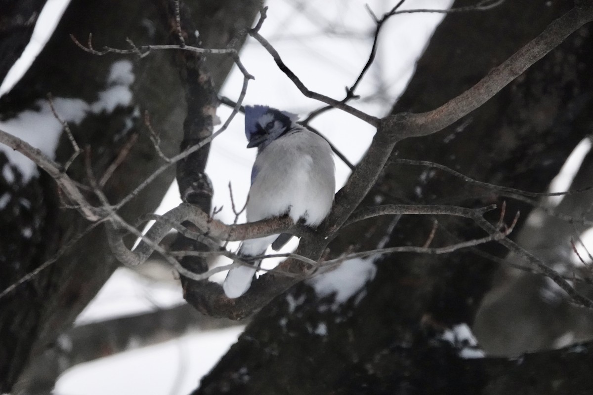 Chara Azul - ML646963184