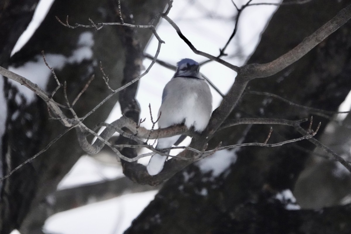 Chara Azul - ML646963185