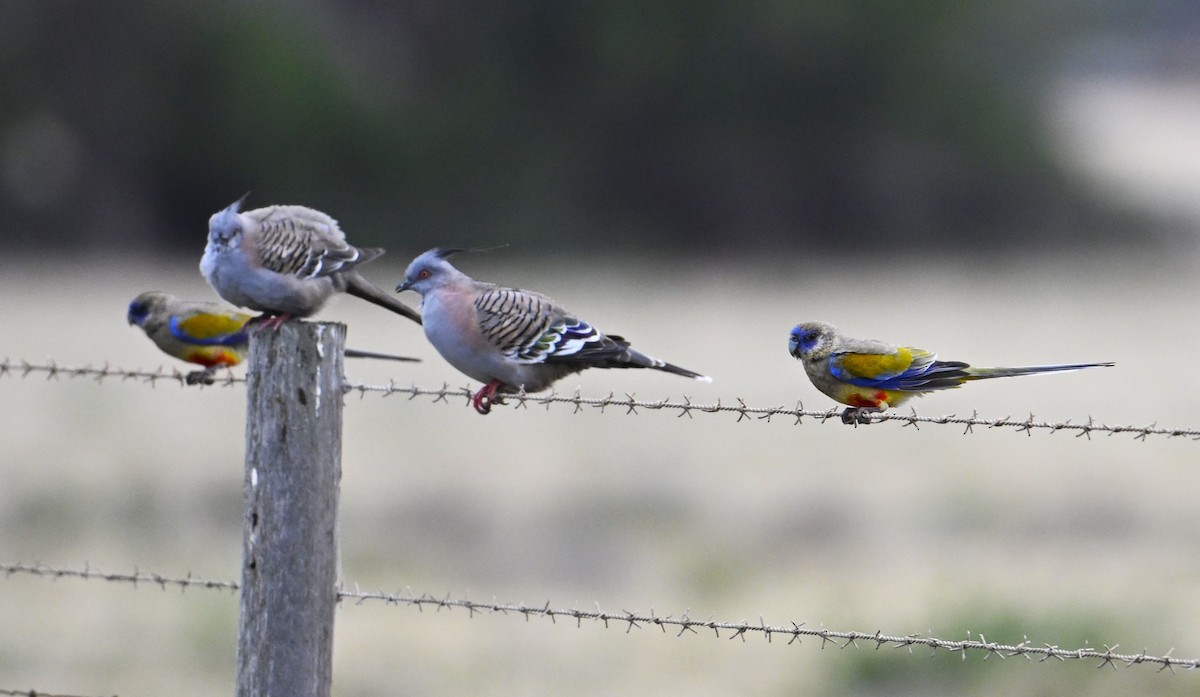 Mavi Yüzlü Papağan - ML646963188