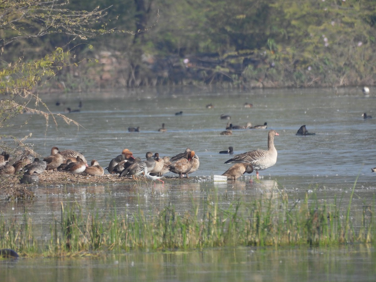 Серый гусь - ML646963190