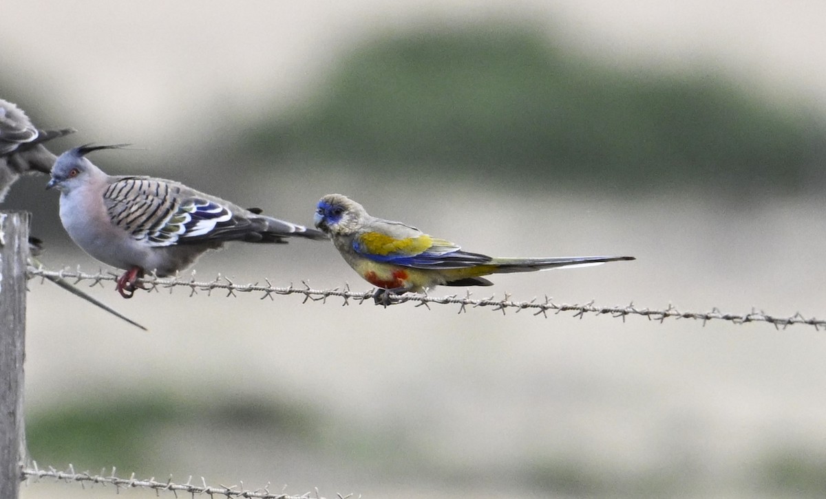 Mavi Yüzlü Papağan - ML646963192