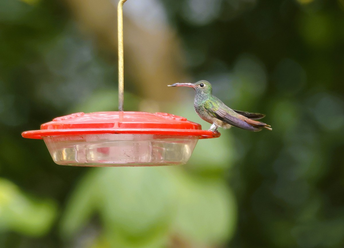 Buff-bellied Hummingbird - ML646963195