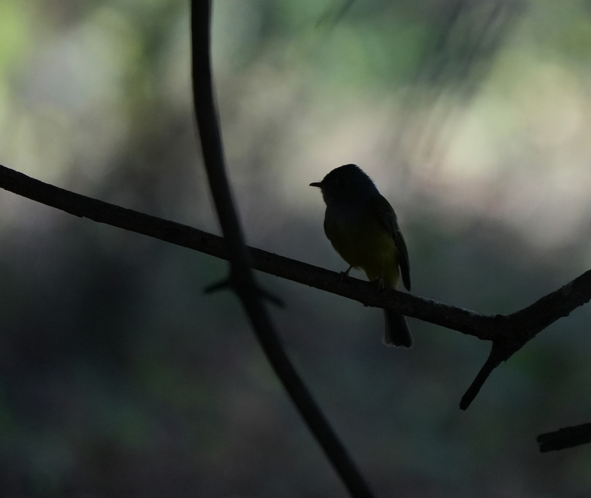 Gray-headed Canary-Flycatcher - ML646963197