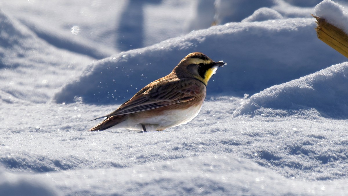 skřivan ouškatý - ML646963207