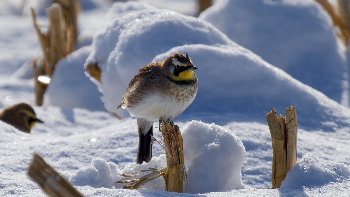 skřivan ouškatý - ML646963208