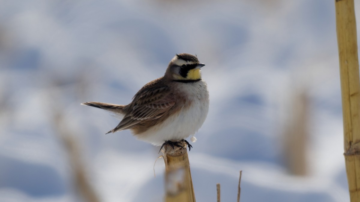 skřivan ouškatý - ML646963209