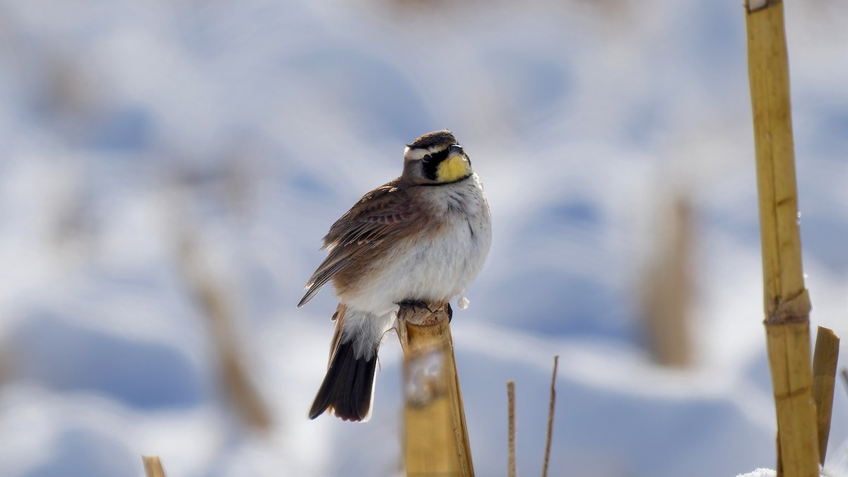 skřivan ouškatý - ML646963210