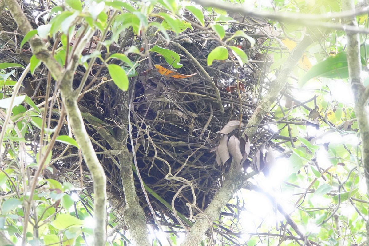 Taiwan Blue-Magpie - ML646963212