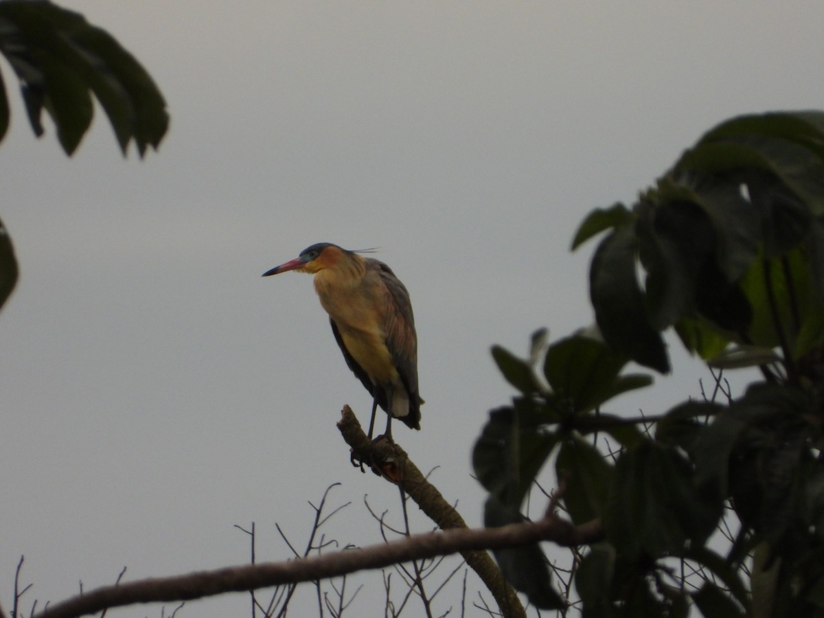 Whistling Heron - ML646963223