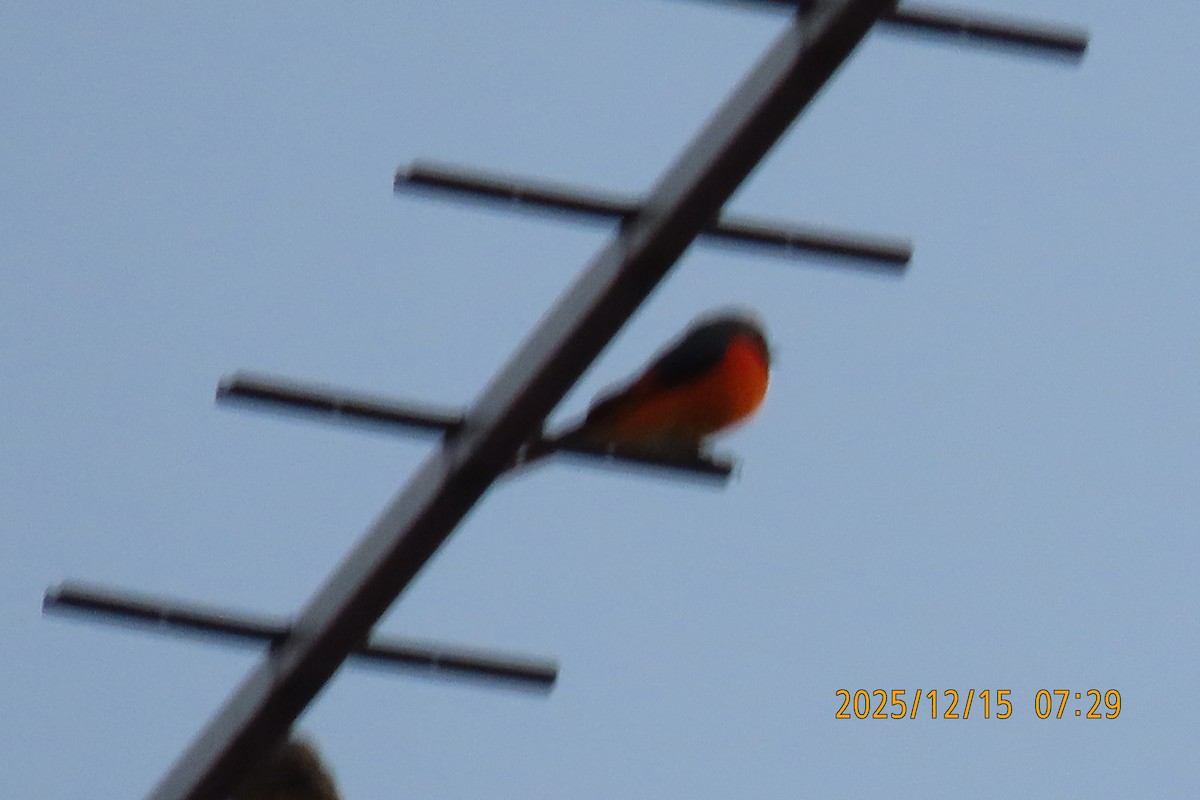 Zwergmennigvogel - ML646963226