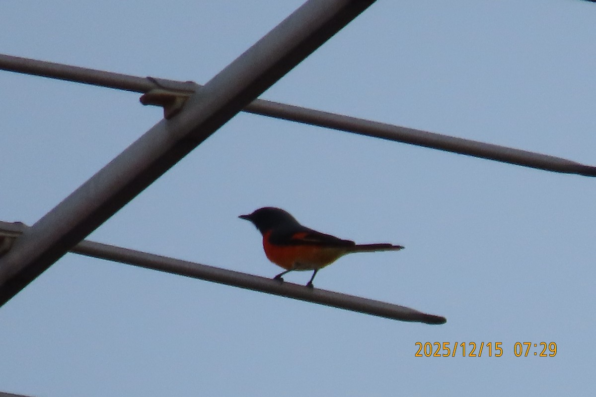 Zwergmennigvogel - ML646963227