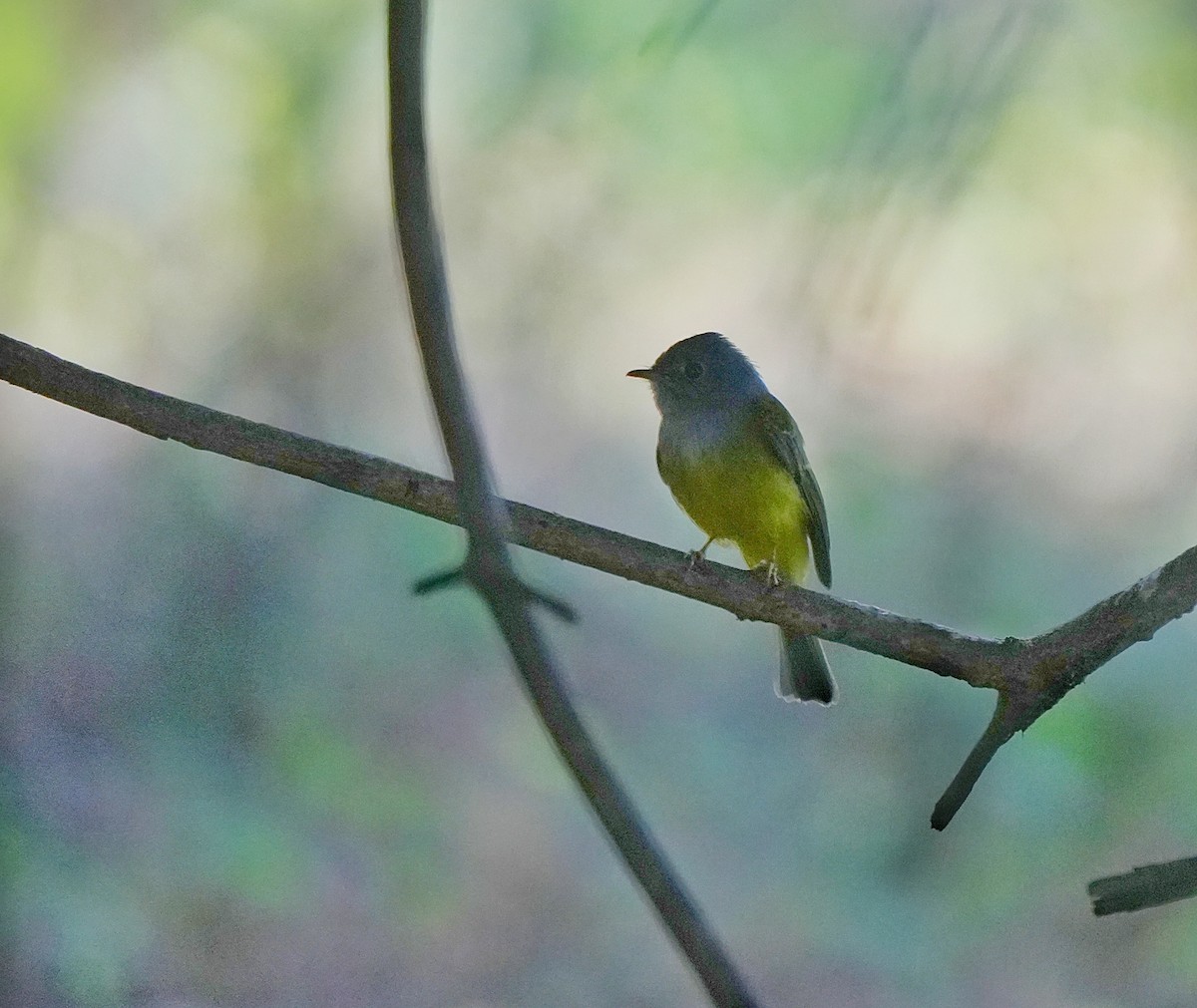 Gray-headed Canary-Flycatcher - ML646963228