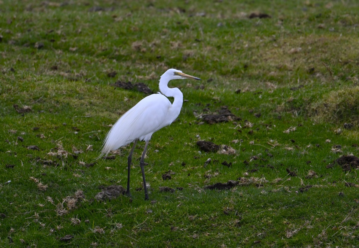 Büyük Ak Balıkçıl - ML646963241