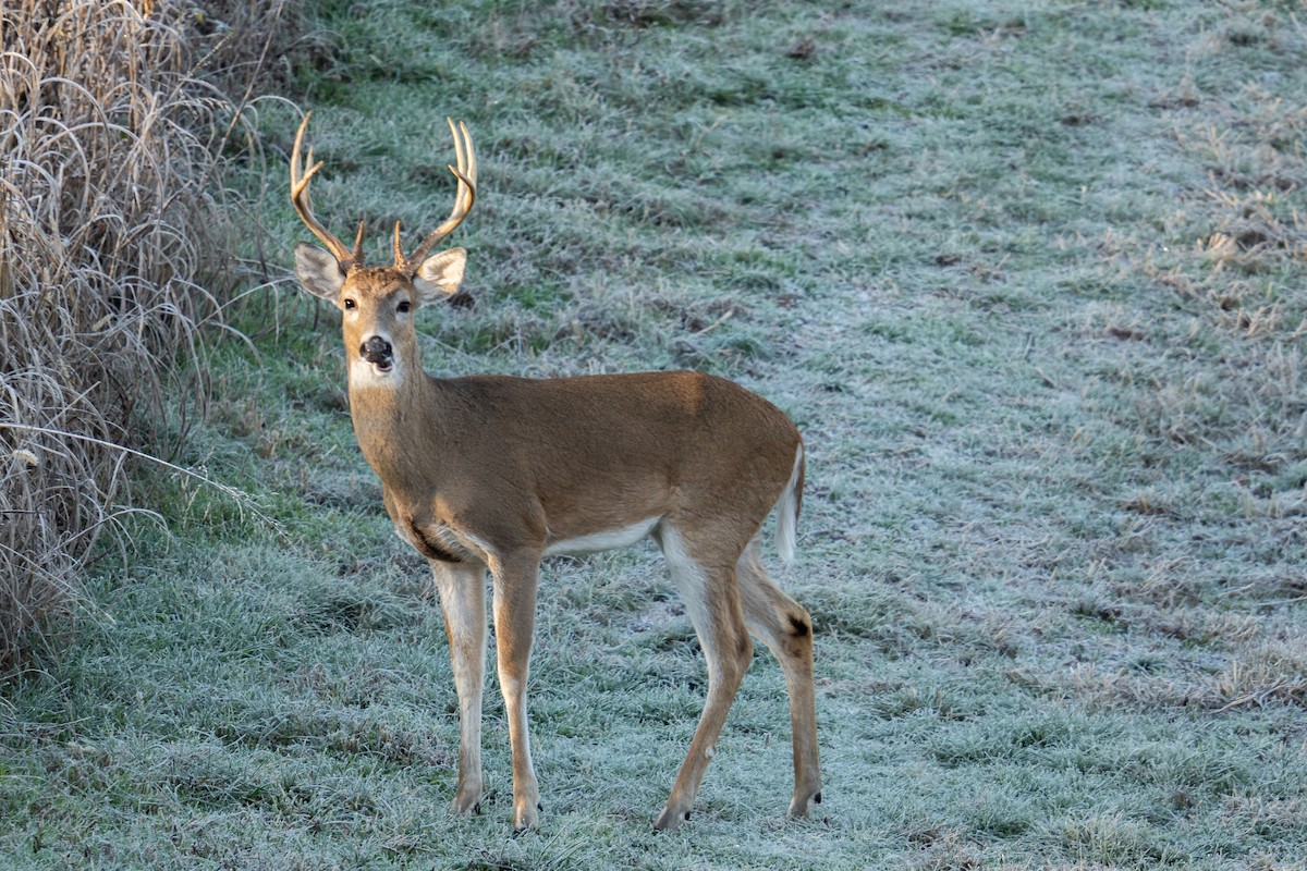 動物界 - ML646963244