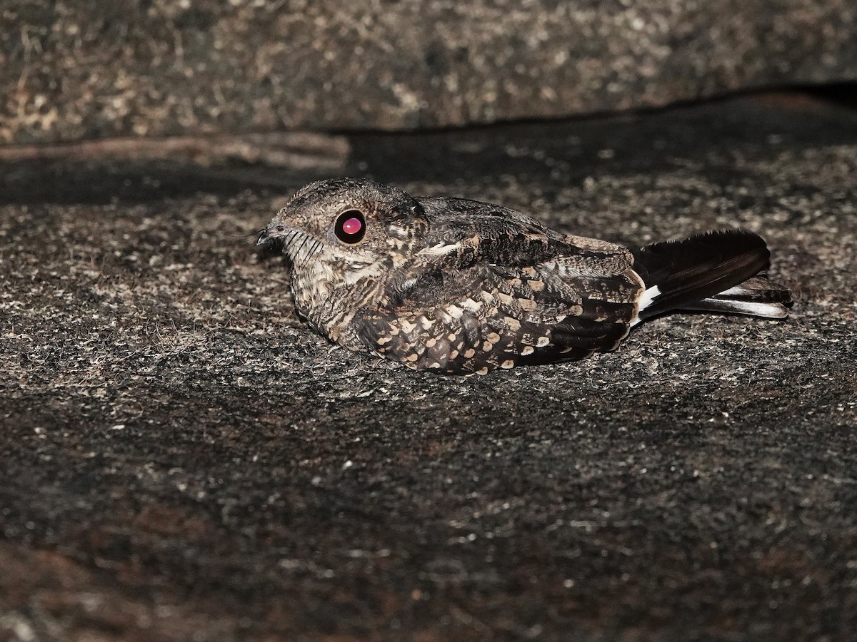 Ladder-tailed Nightjar - ML646963247