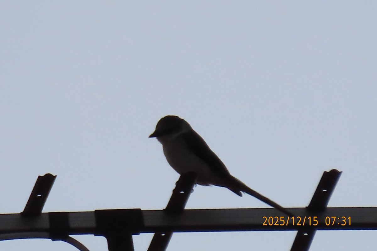 Zwergmennigvogel - ML646963253