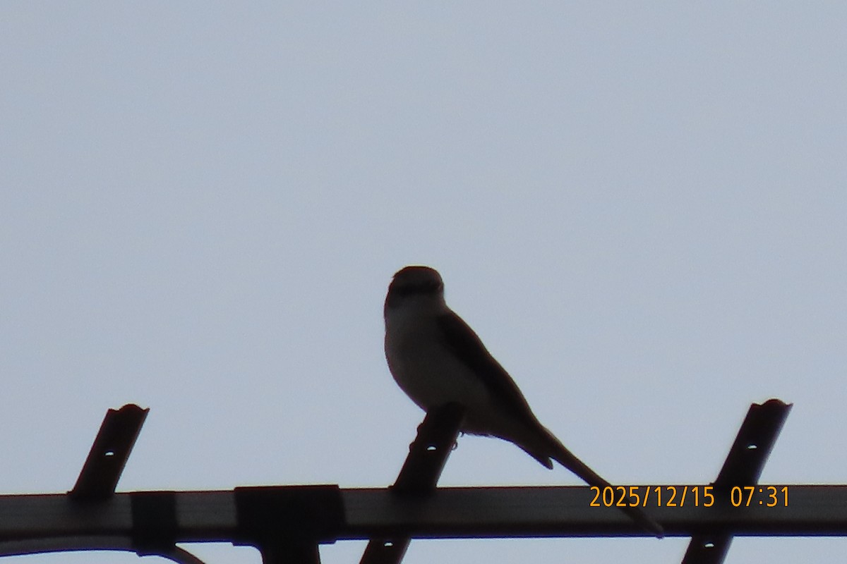 Zwergmennigvogel - ML646963254