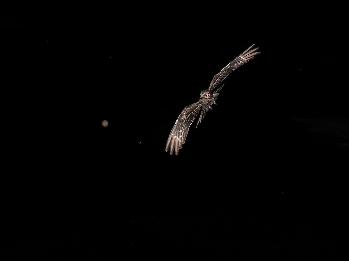 Ladder-tailed Nightjar - ML646963256