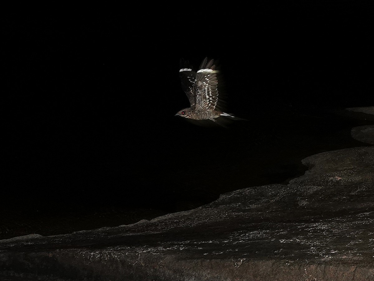 Ladder-tailed Nightjar - ML646963257