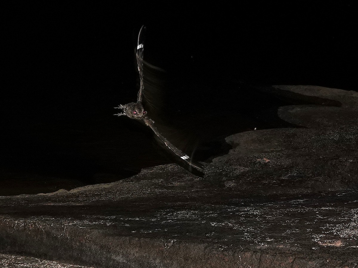 Ladder-tailed Nightjar - ML646963258