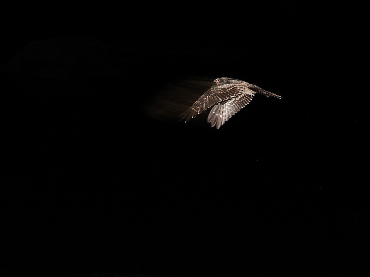 Ladder-tailed Nightjar - ML646963260